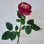 ROOS | FUCHSIA | 60 CM