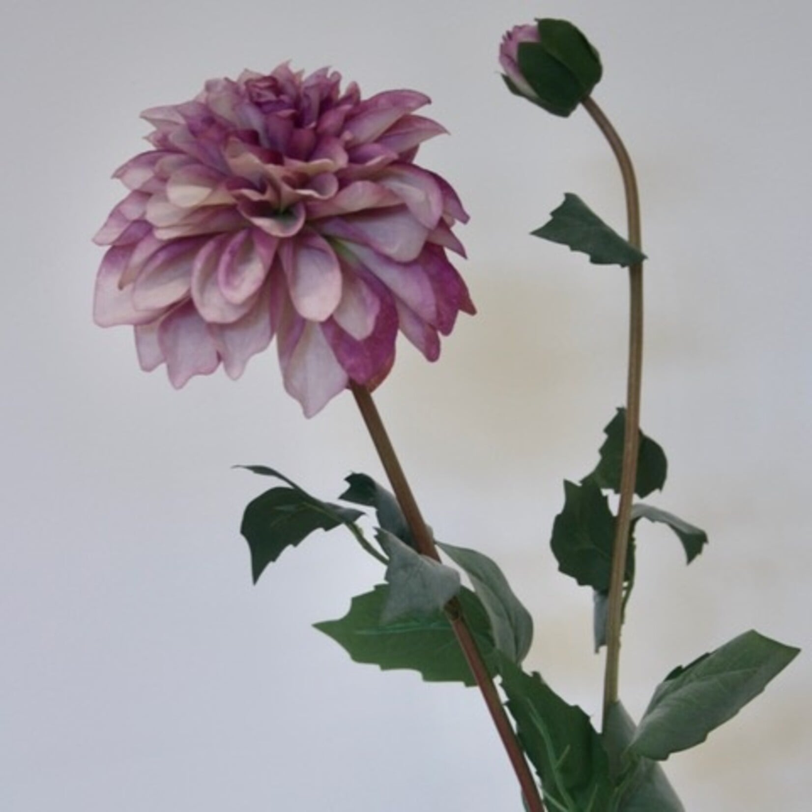 DAHLIA POMPON | PAARS| 75 CM
