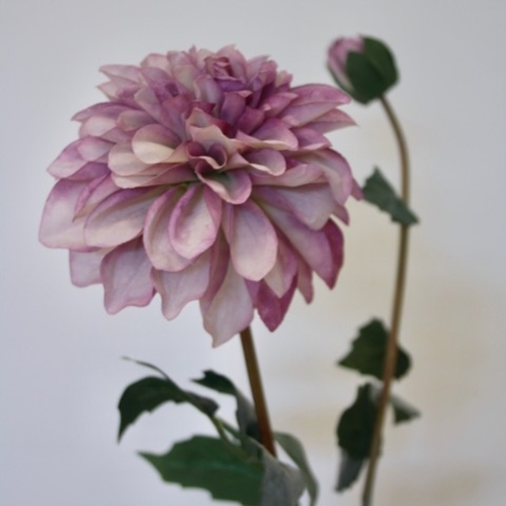 DAHLIA POMPON | PURPLE | 75 CM