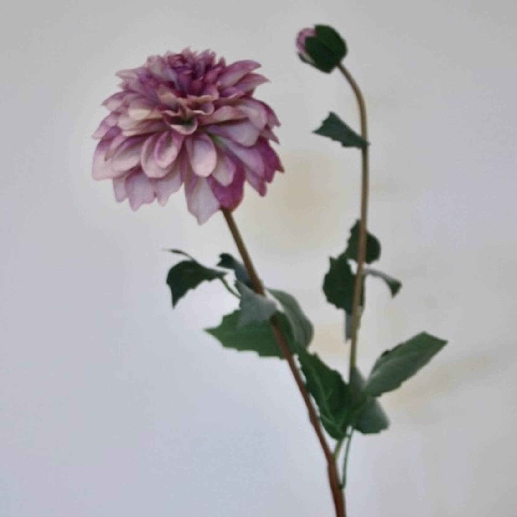 DAHLIA POMPON | PAARS| 75 CM