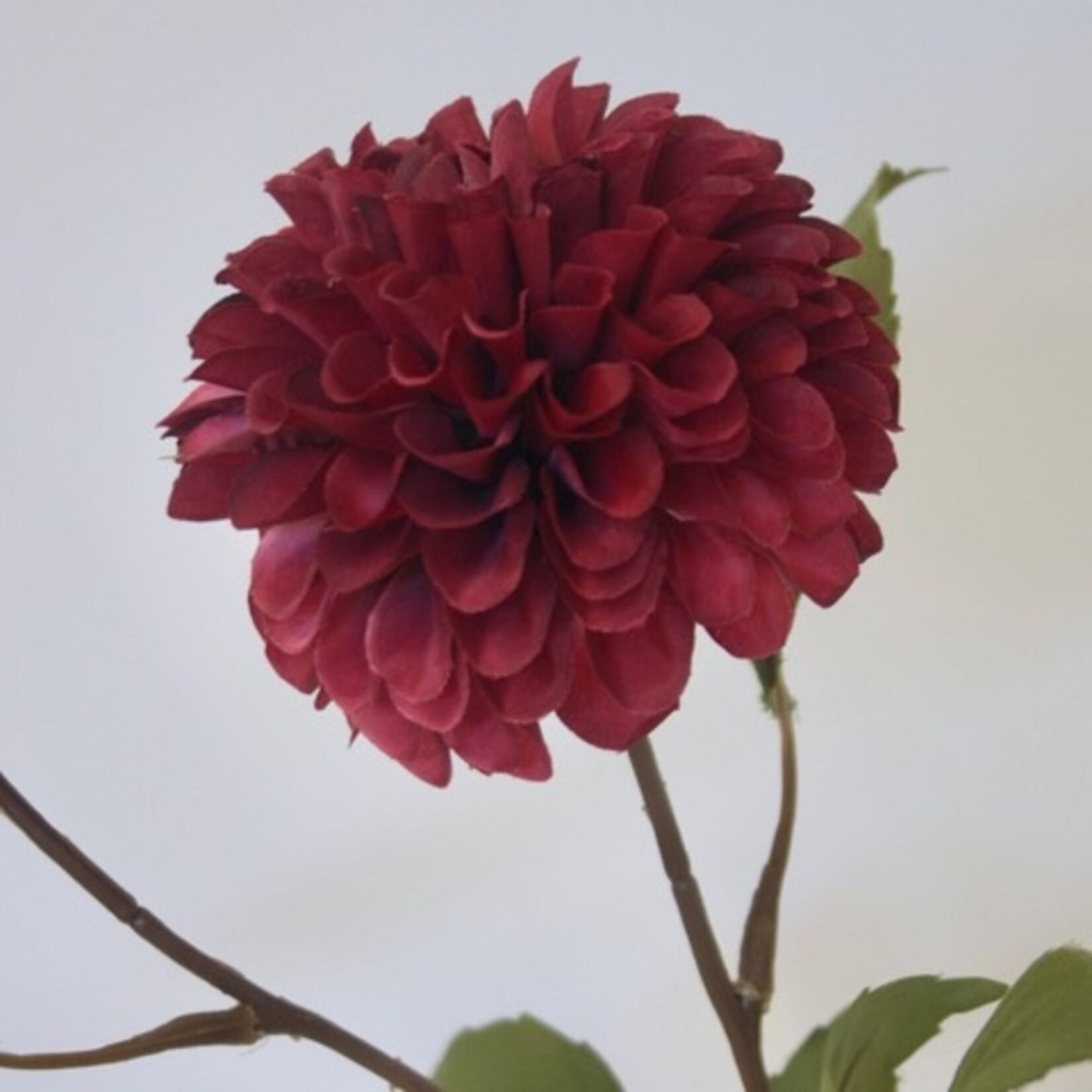 DAHLIA MAROON FOX | BURGUNDY |  60 CM