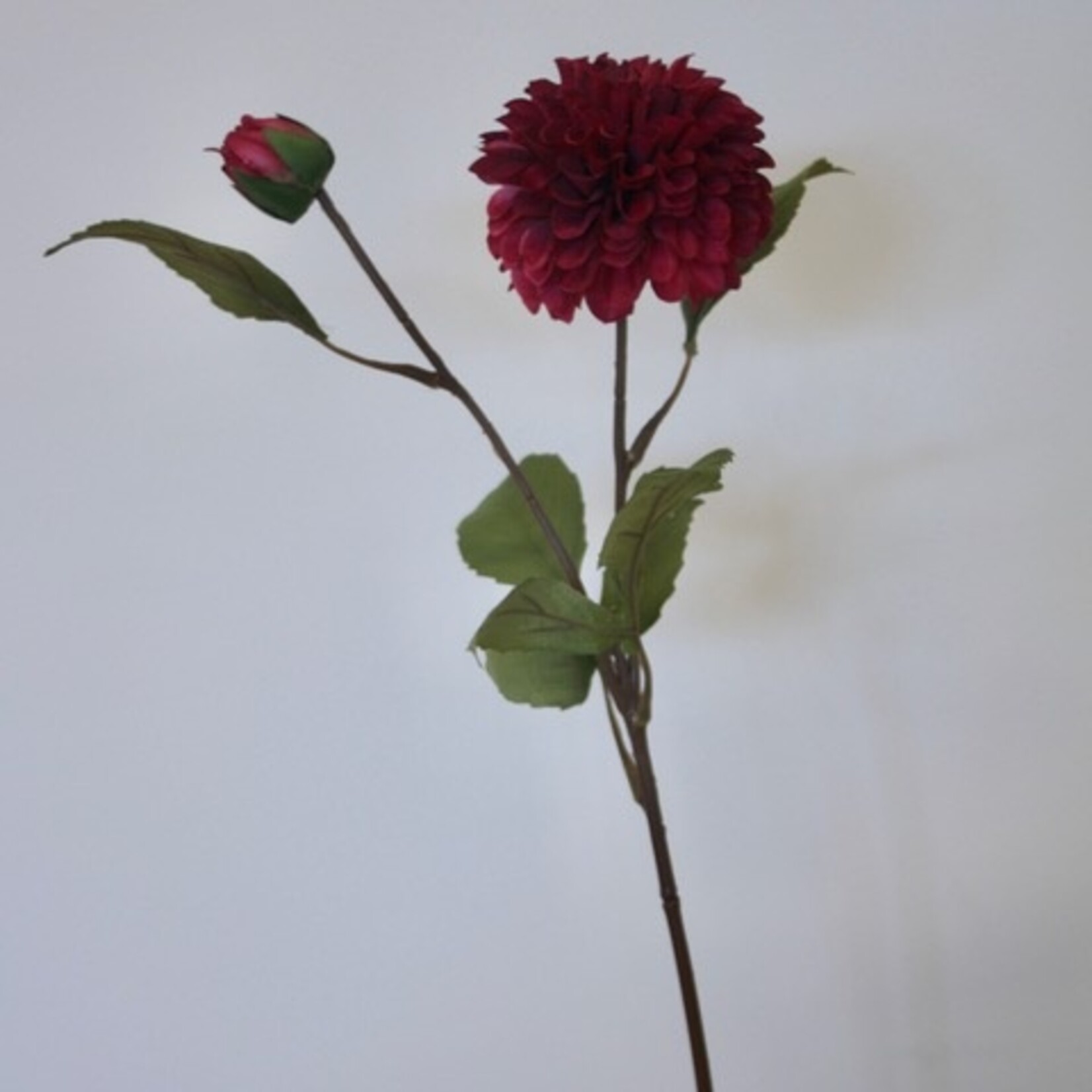 DAHLIA MAROON FOX | BORDEAUX | 60 CM