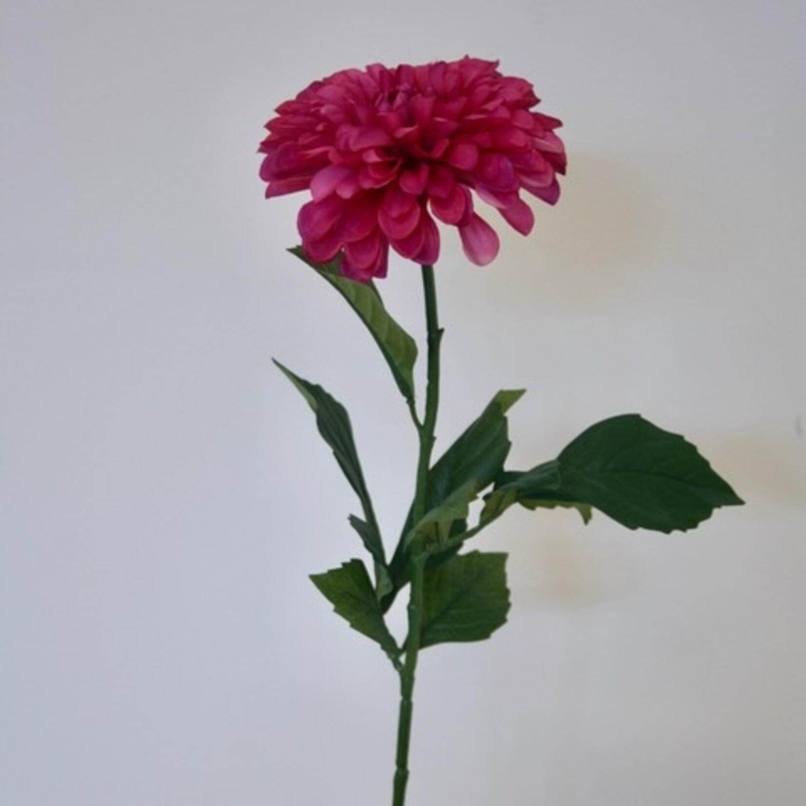 DAHLIA LUCKY NUMBER | HARD ROZE | 60 CM