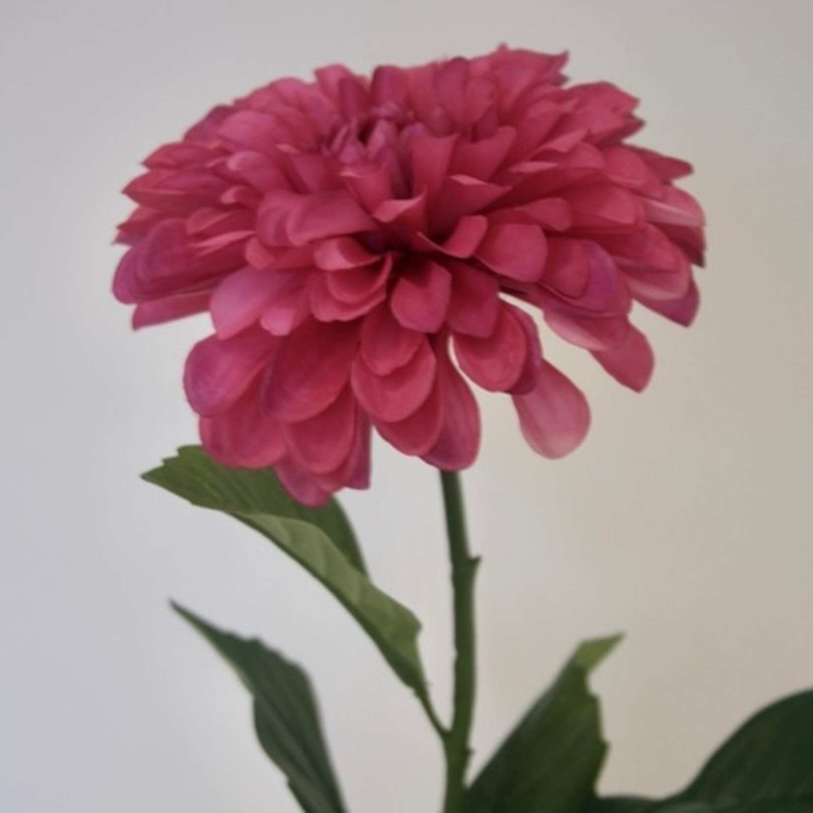DAHLIA LUCKY NUMBER | HARD ROZE | 60 CM