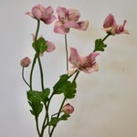 HELLEBORE | PINK | 60 CM