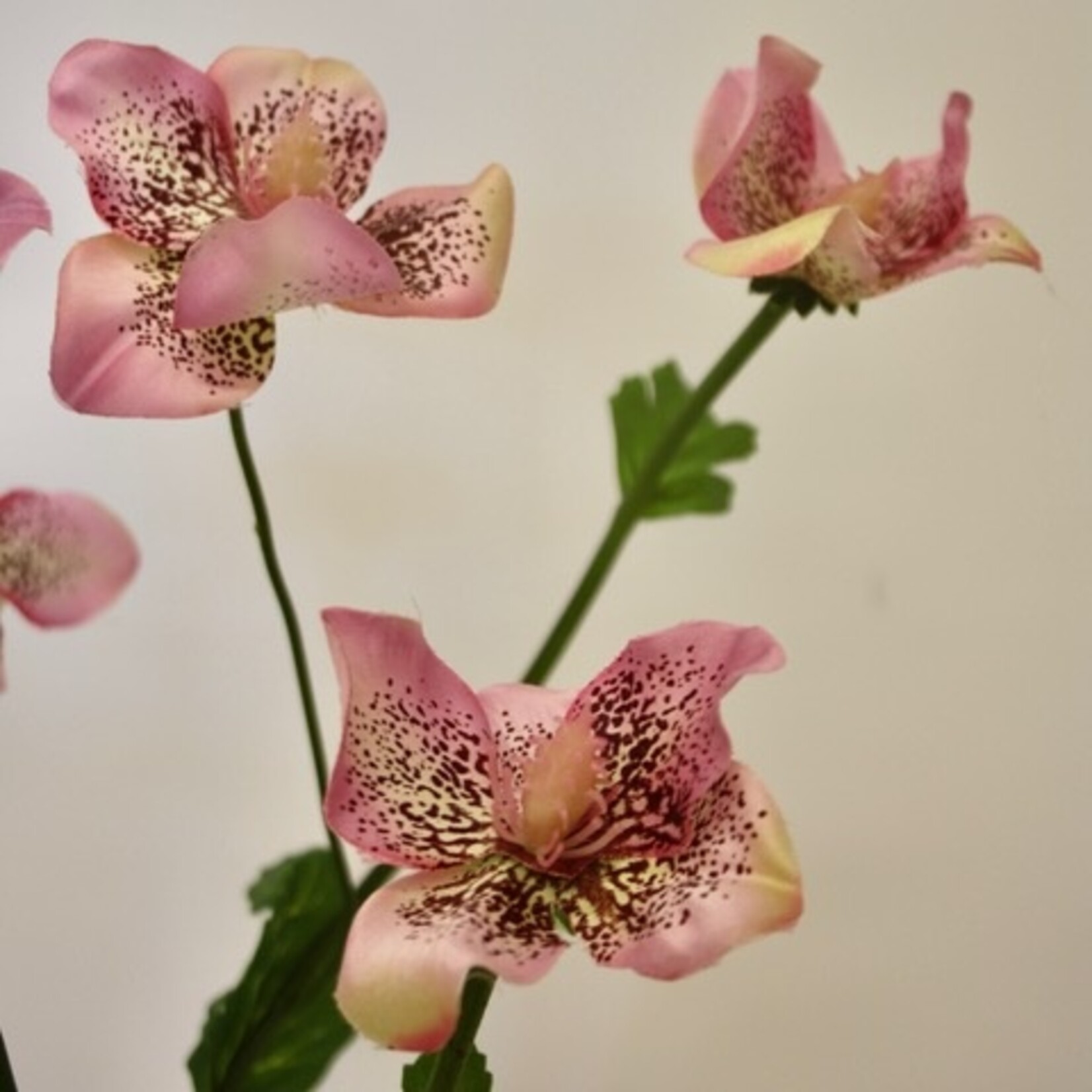 HELLEBORUS ORIENTALIS| ROZE | 60 CM