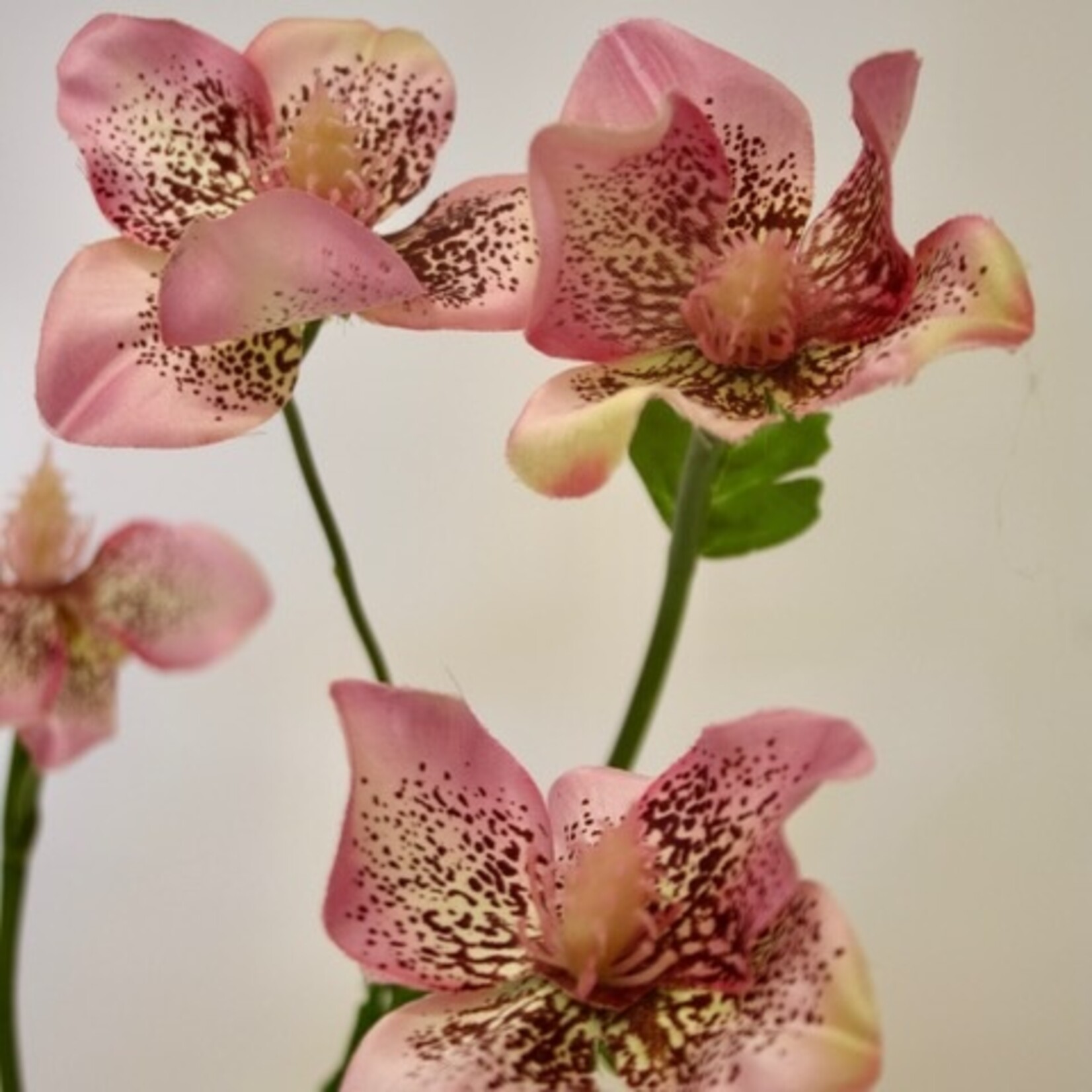 HELLEBORE ORIENTALIS | PINK| 60 CM