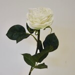 ROOS | WIT | 55 CM