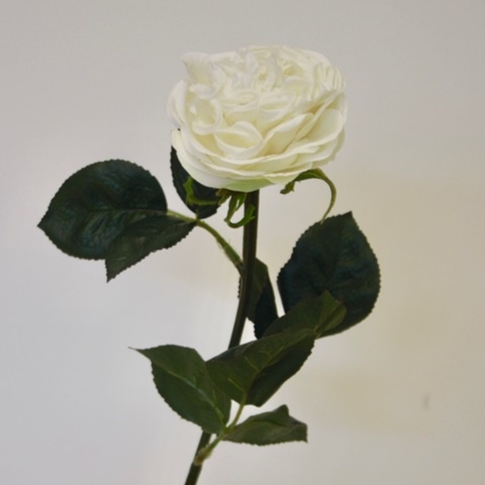 ROSE SYMPHONY | WHITE | 55 CM