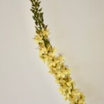 EREMURUS | YELLOW | 105 CM