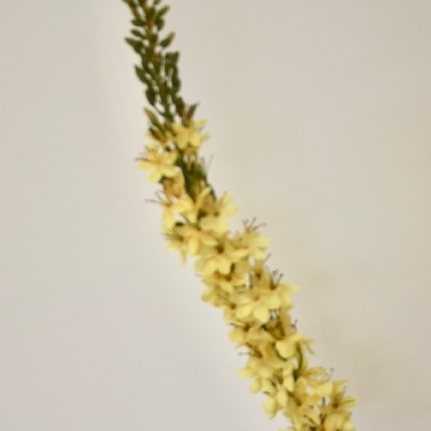 EREMURUS SOLID YELLOW | YELLOW | 105 CM