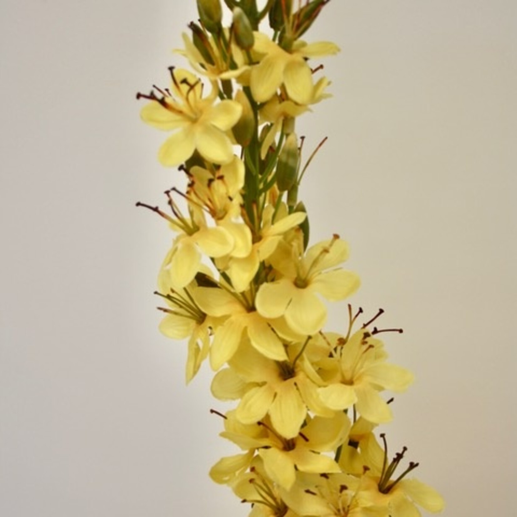 EREMURUS SOLID YELLOW | YELLOW | 105 CM