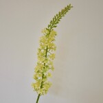 EREMURUS | YELLOW | 82 CM