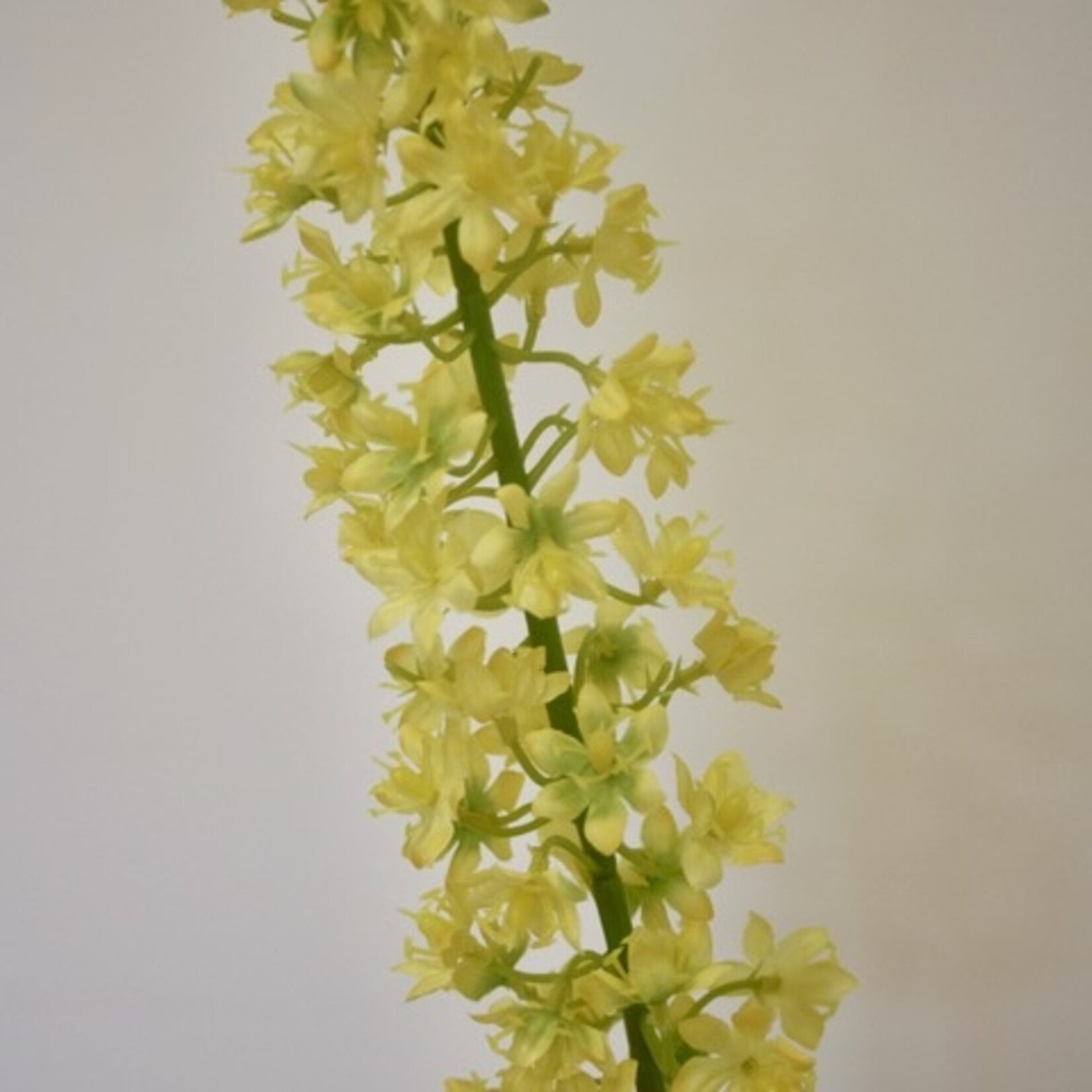 EREMURUS BUNGEI| YELLOW | 82 CM