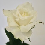 ROOS | WIT | 70 CM