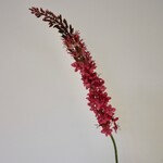 EREMURUS | PINK | 105 CM