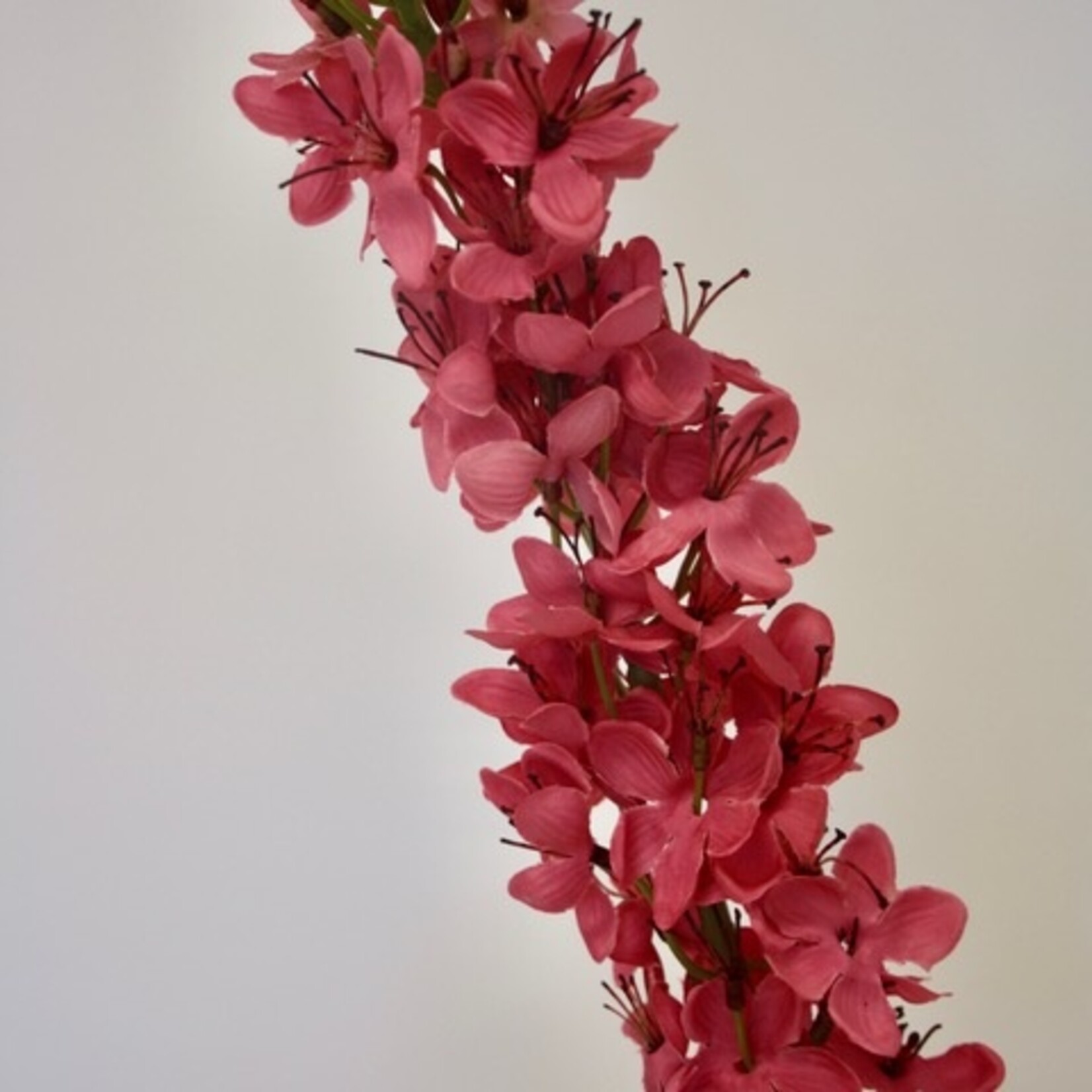 EREMURUS SOLID PINK | PINK | 105 CM