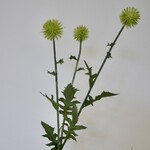DISTEL | WIT GROEN | 76 CM
