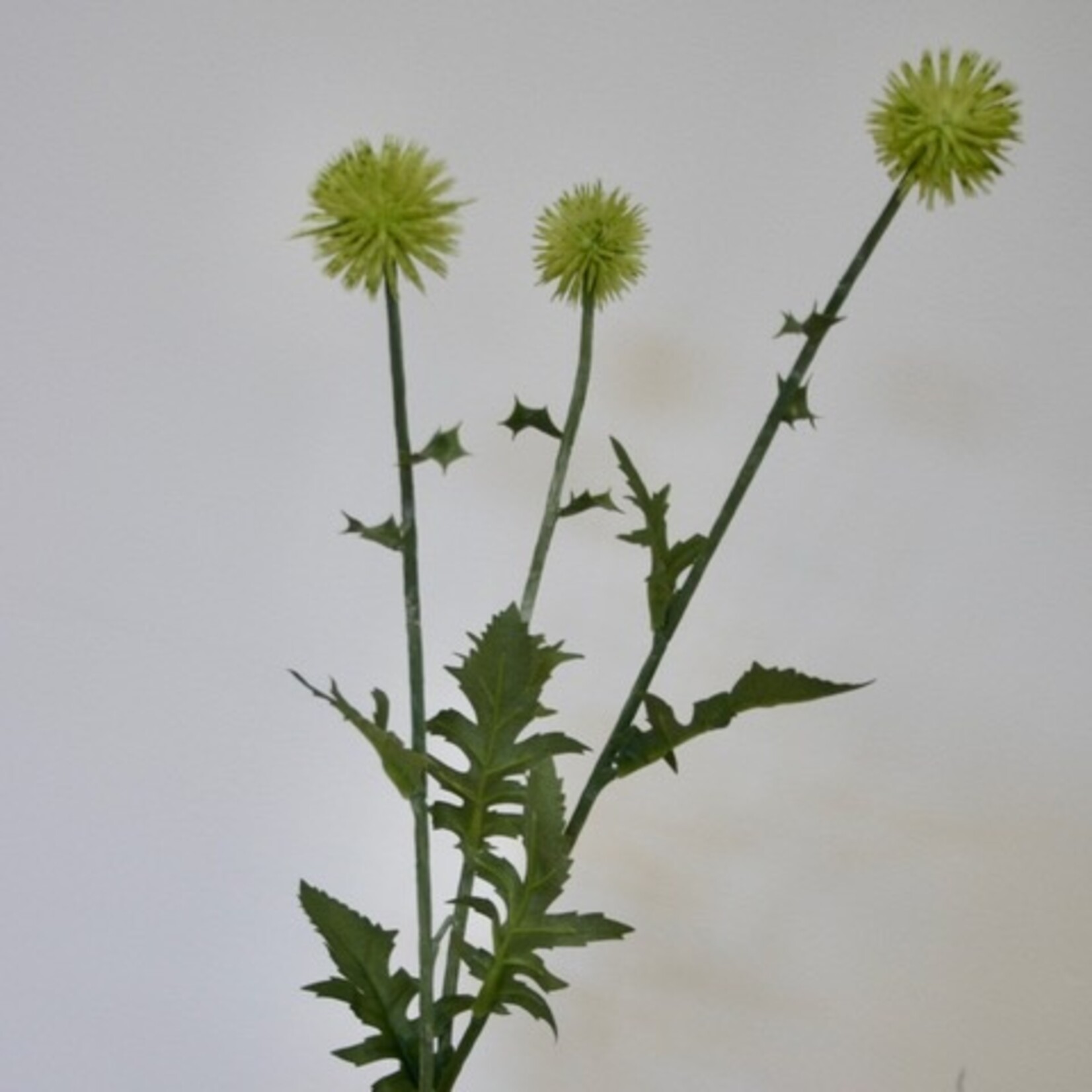 DISTEL | WIT GROEN | 76 CM