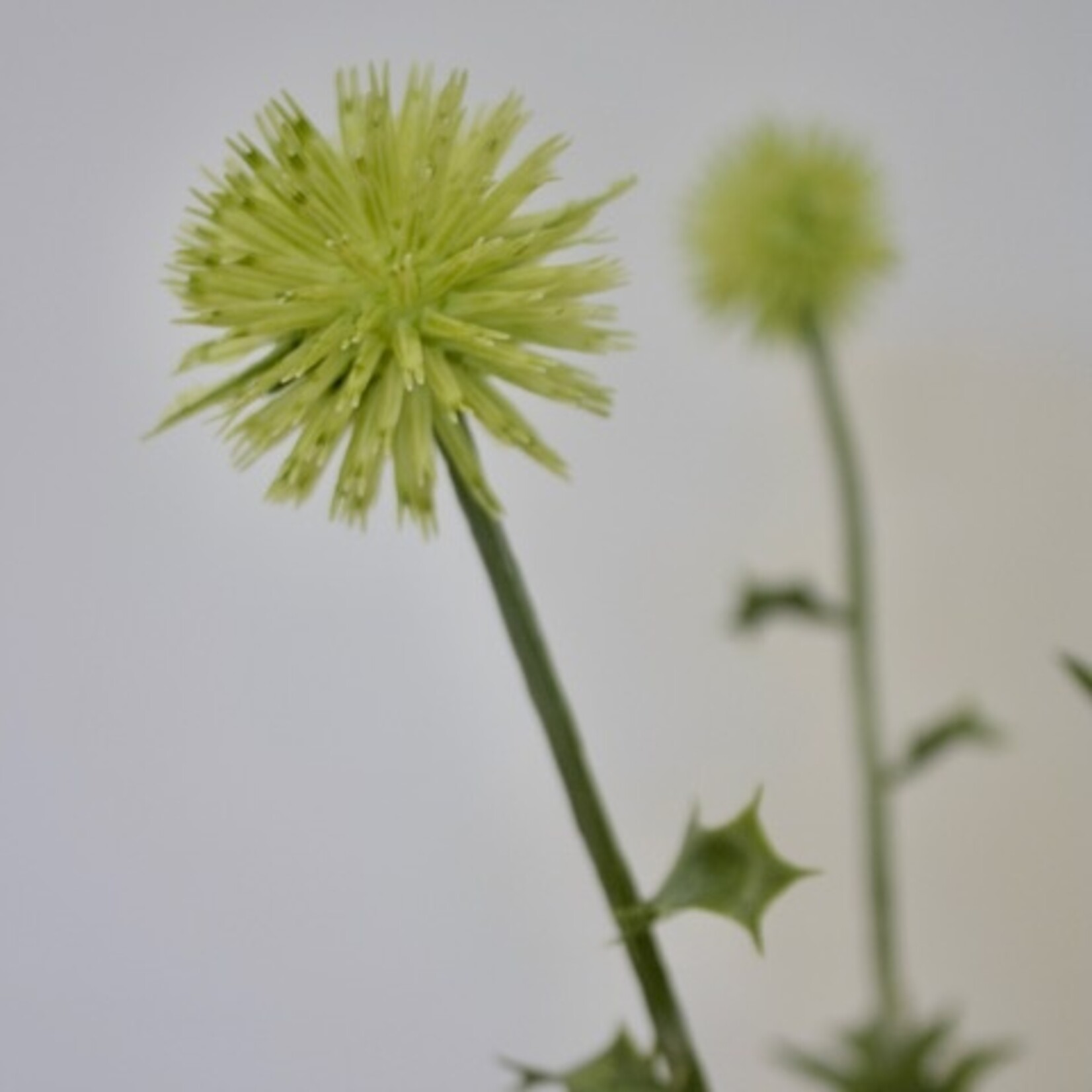 DISTEL | WIT GROEN | 76 CM