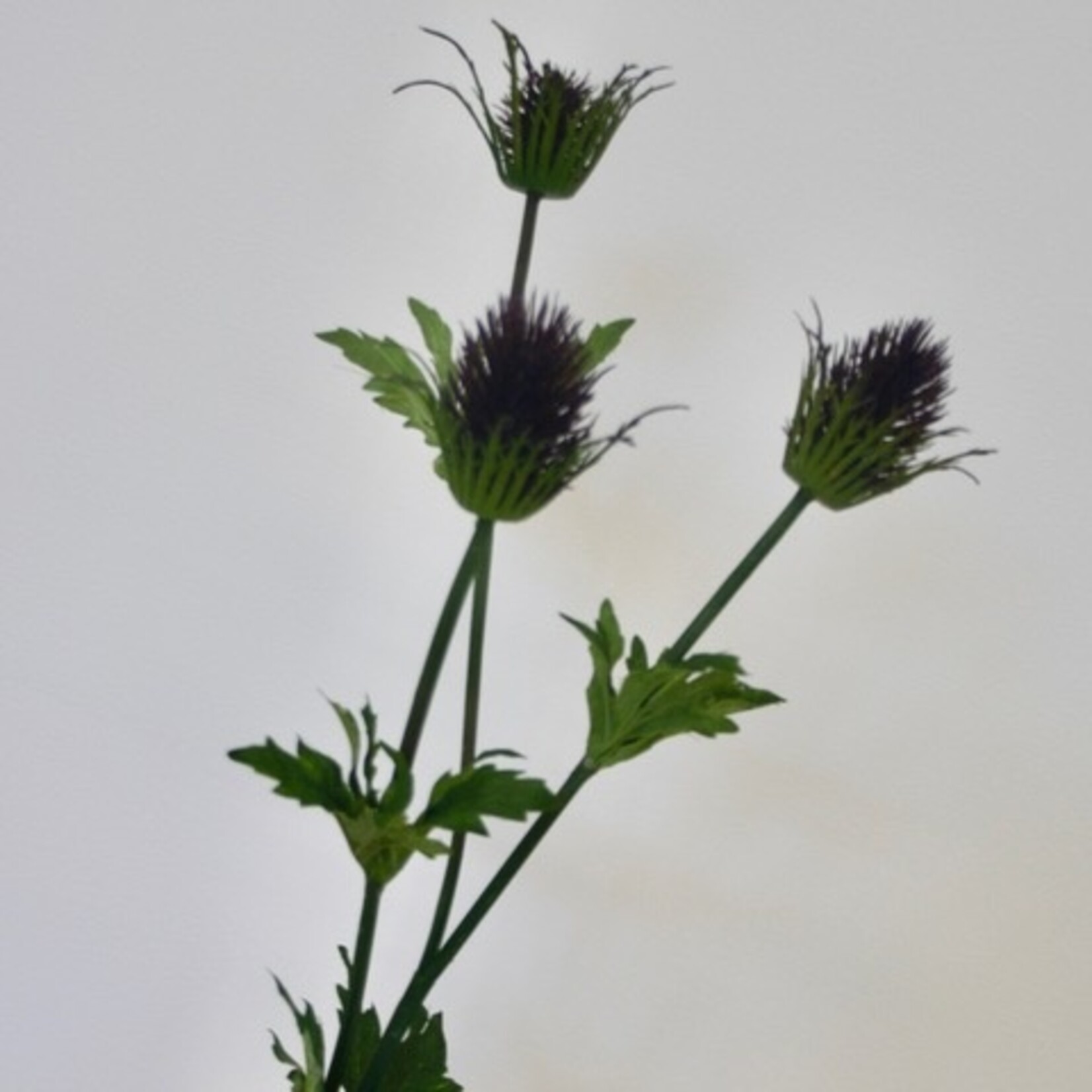 KRUIS DISTEL | PAARS | 83 CM