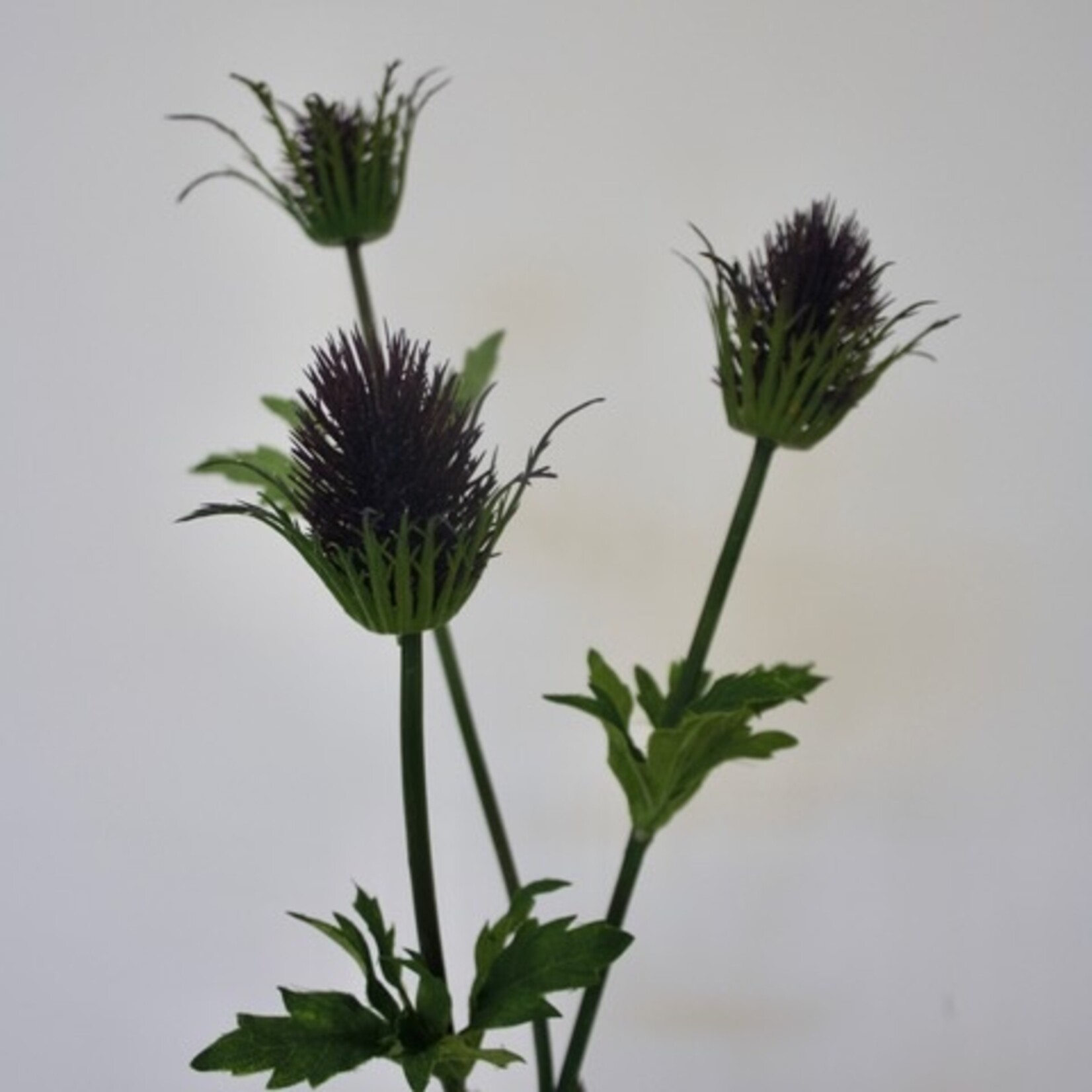ERYNGIUM | PURPLE | 83 CM