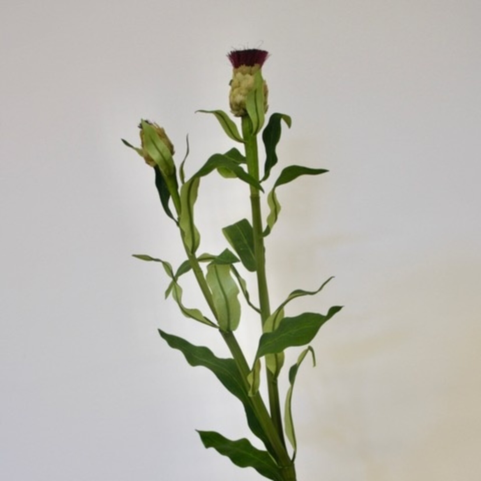 ERYNGIUM  MONTANA| PURPLE | 80 CM