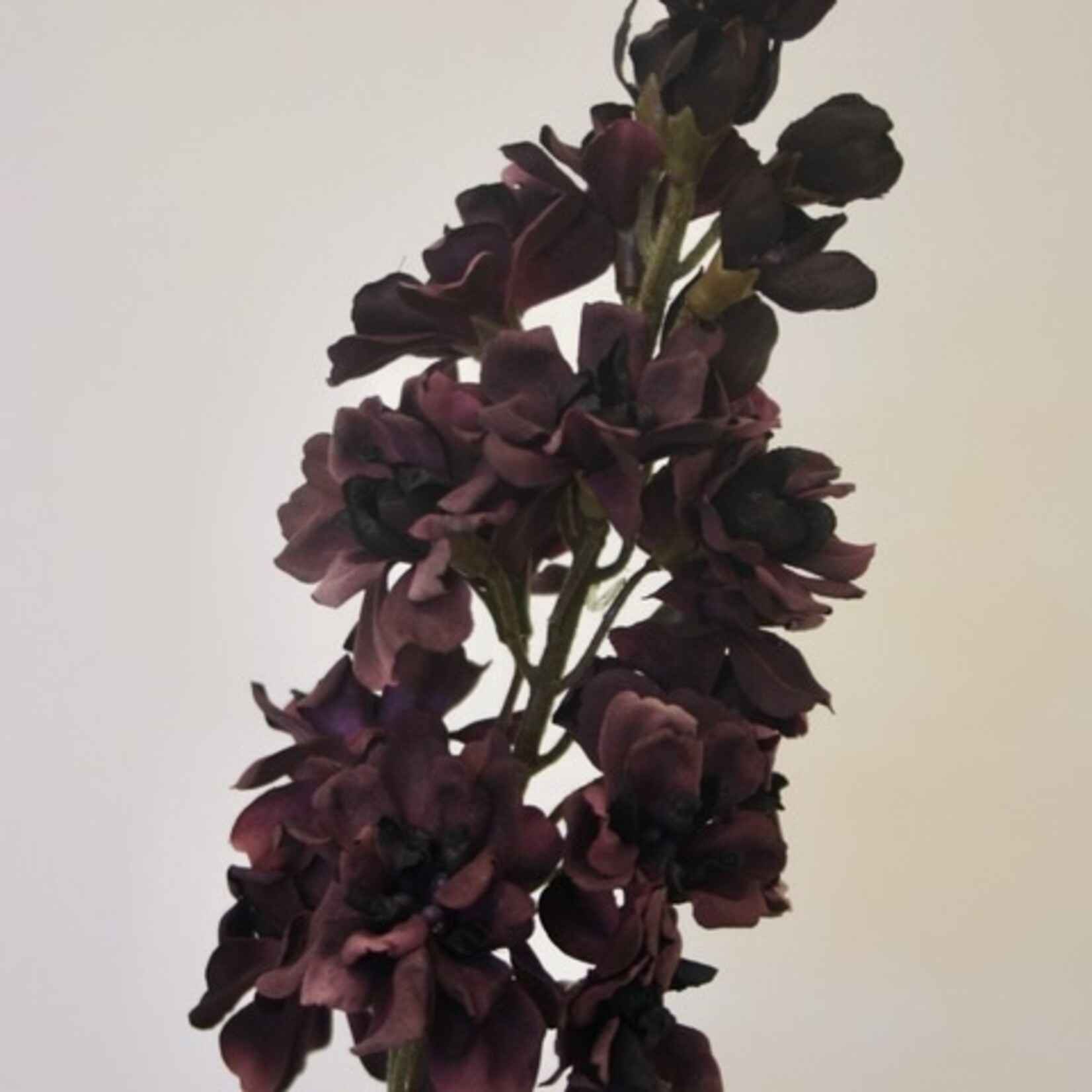 DAMASTBLOEM | PAARS | 70 CM