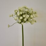 DAUCUS | WHITE | 54 CM
