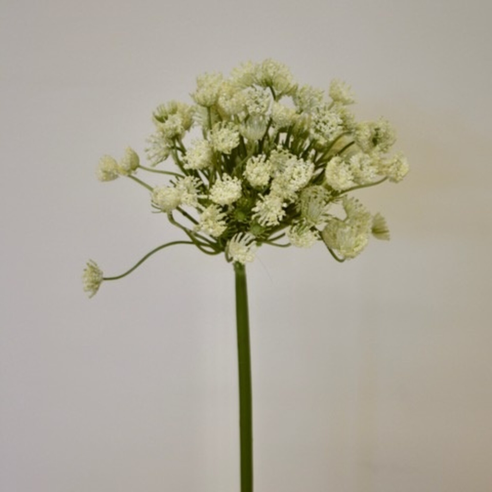 DAUCUS THE GIANT| WIT | 54 CM