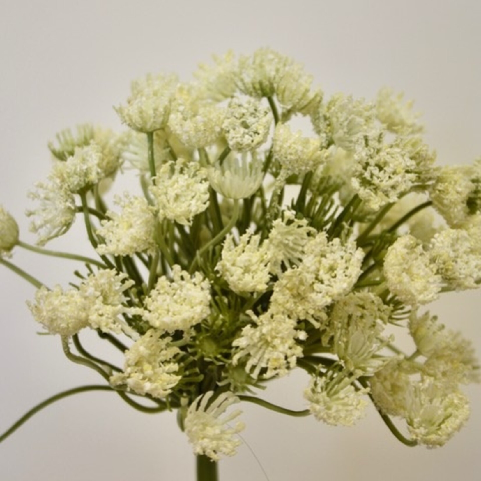 DAUCUS THE GIANT| WIT | 54 CM