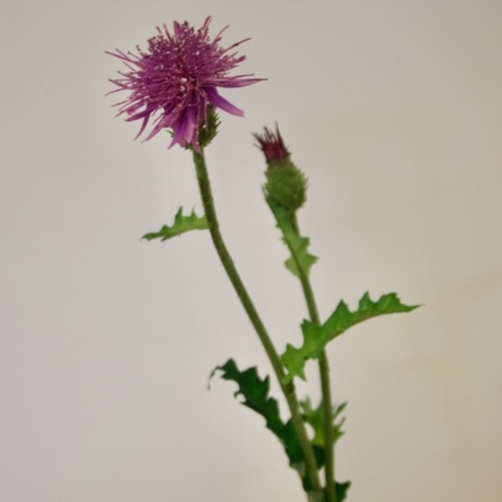 THISTLE | PINK | 60 CM