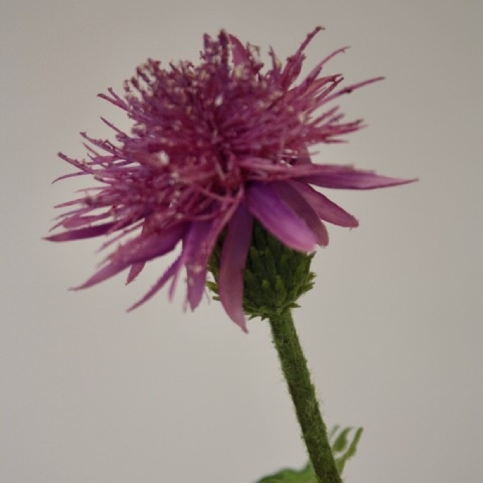THISTLE | PINK | 60 CM