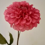 DAHLIA | CORAL |  90 CM