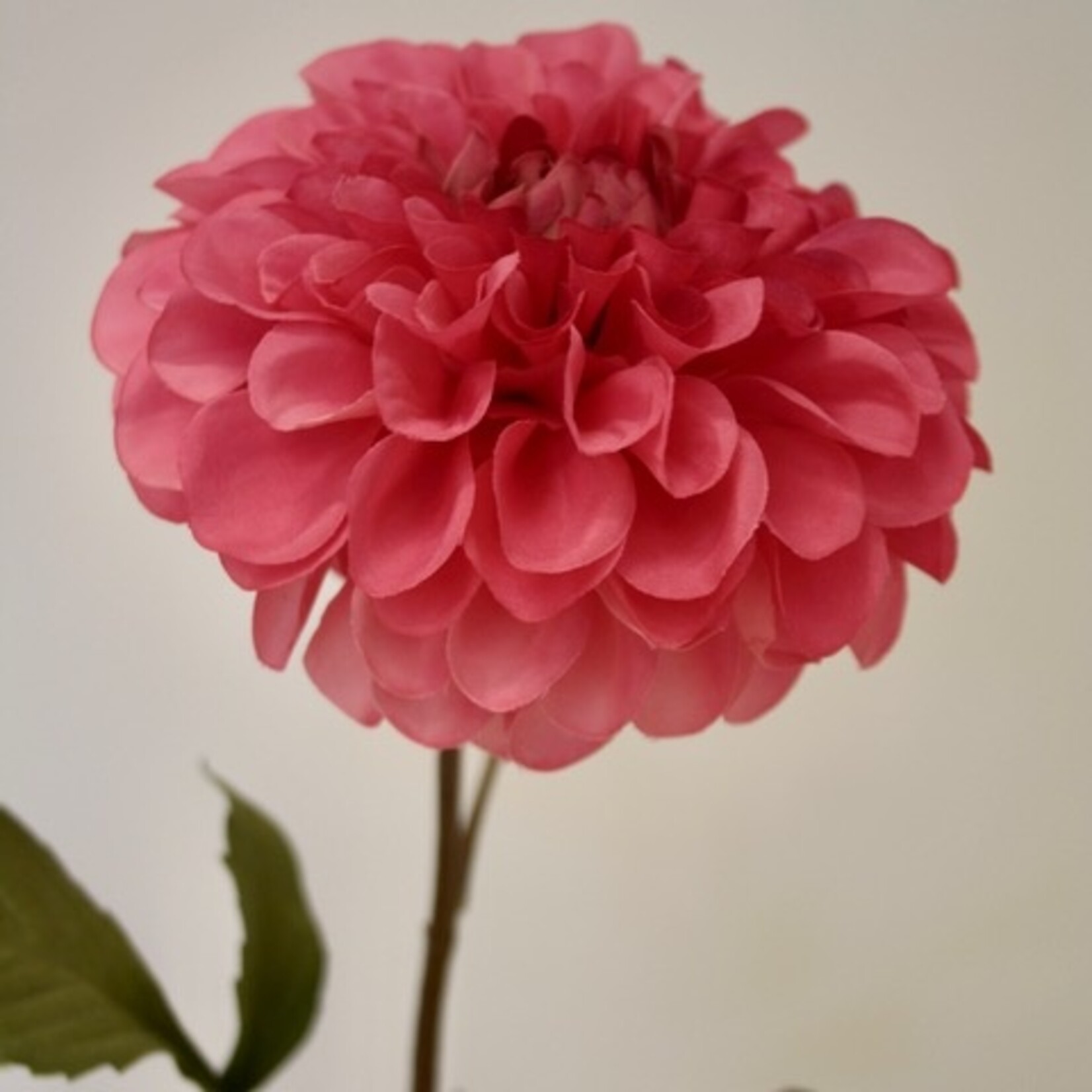 DAHLIA PINK RUNNER| KORAAL | 90 CM