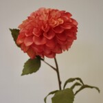 DAHLIA | PINK ORANGE |  90 CM