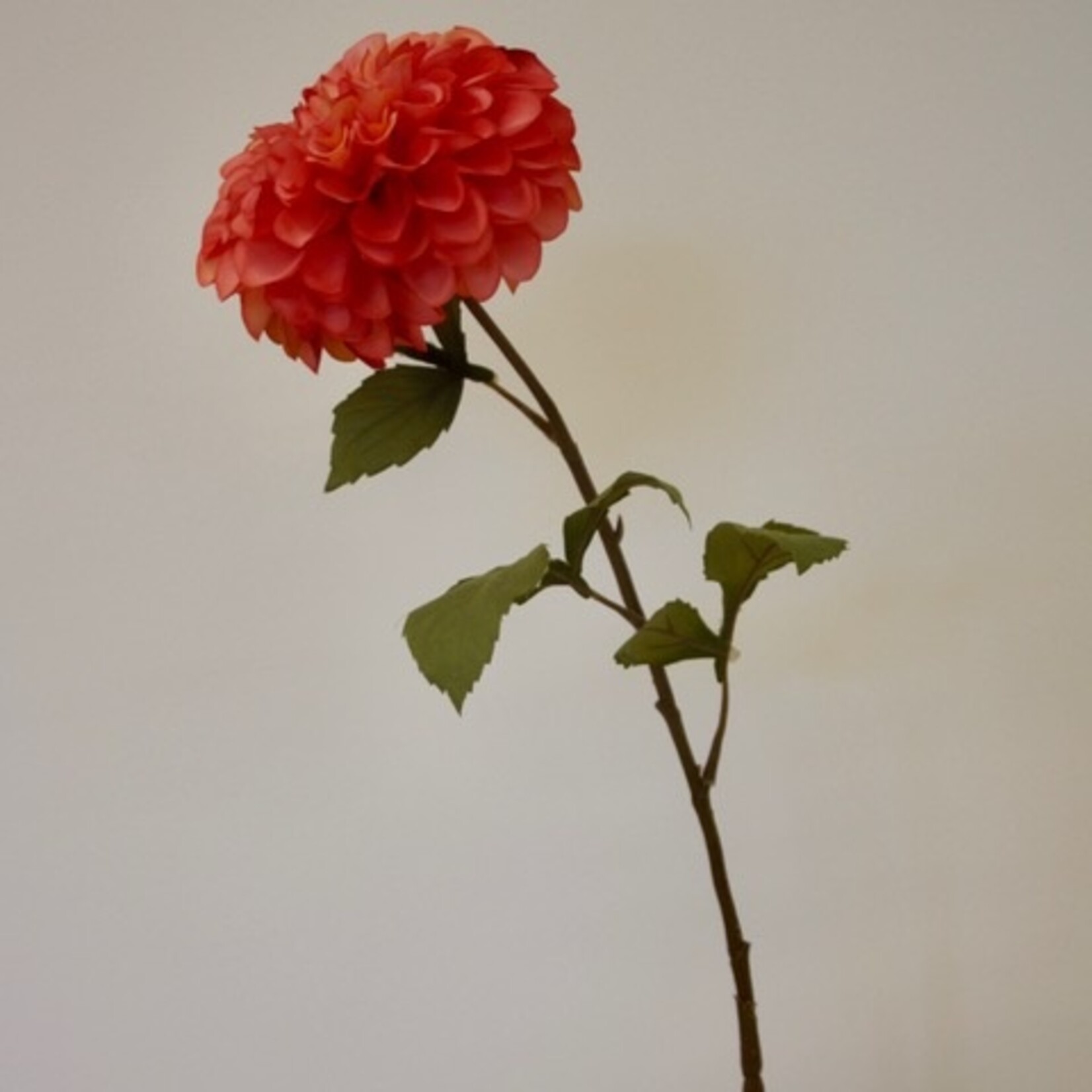 DAHLIA STATUE OF ORANGE | ROZE ORANJE | 90 CM