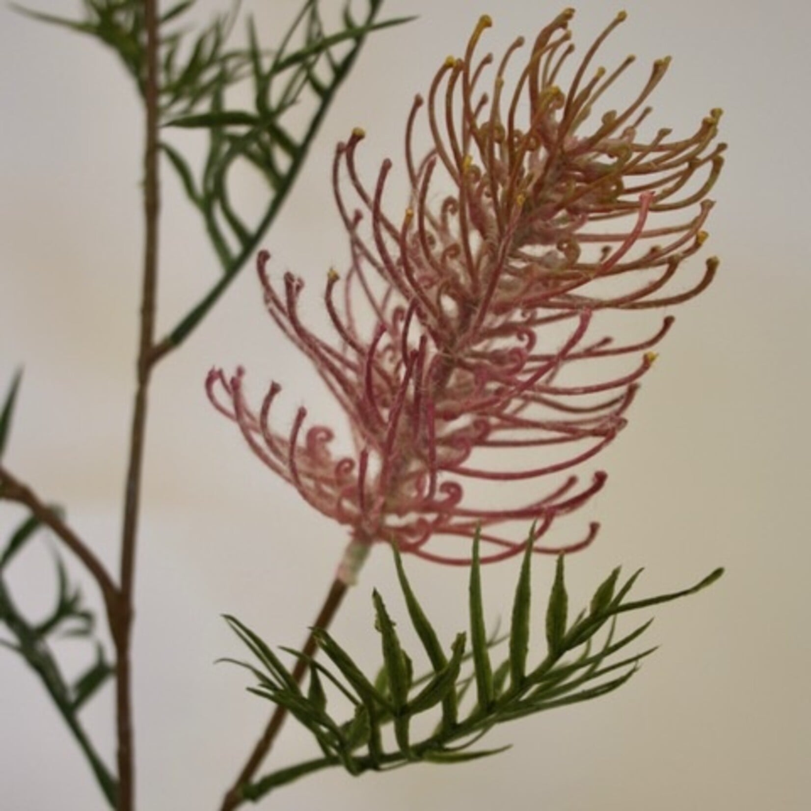 GREVILLEA LADYBIRD | ROZE | 83 CM