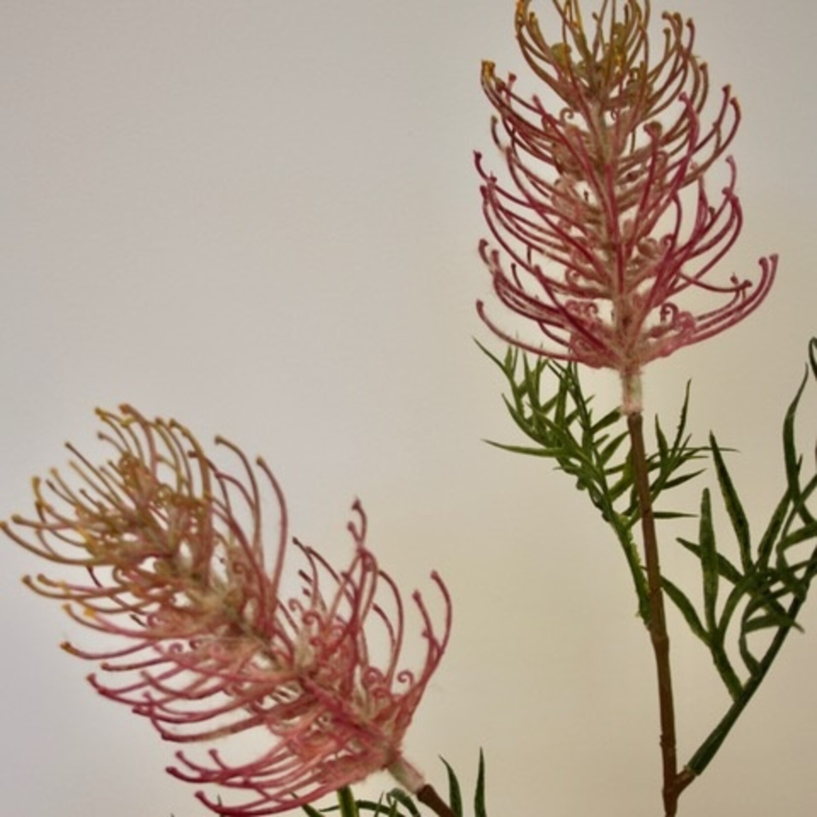 GREVILLEA LADYBIRD | ROZE | 83 CM