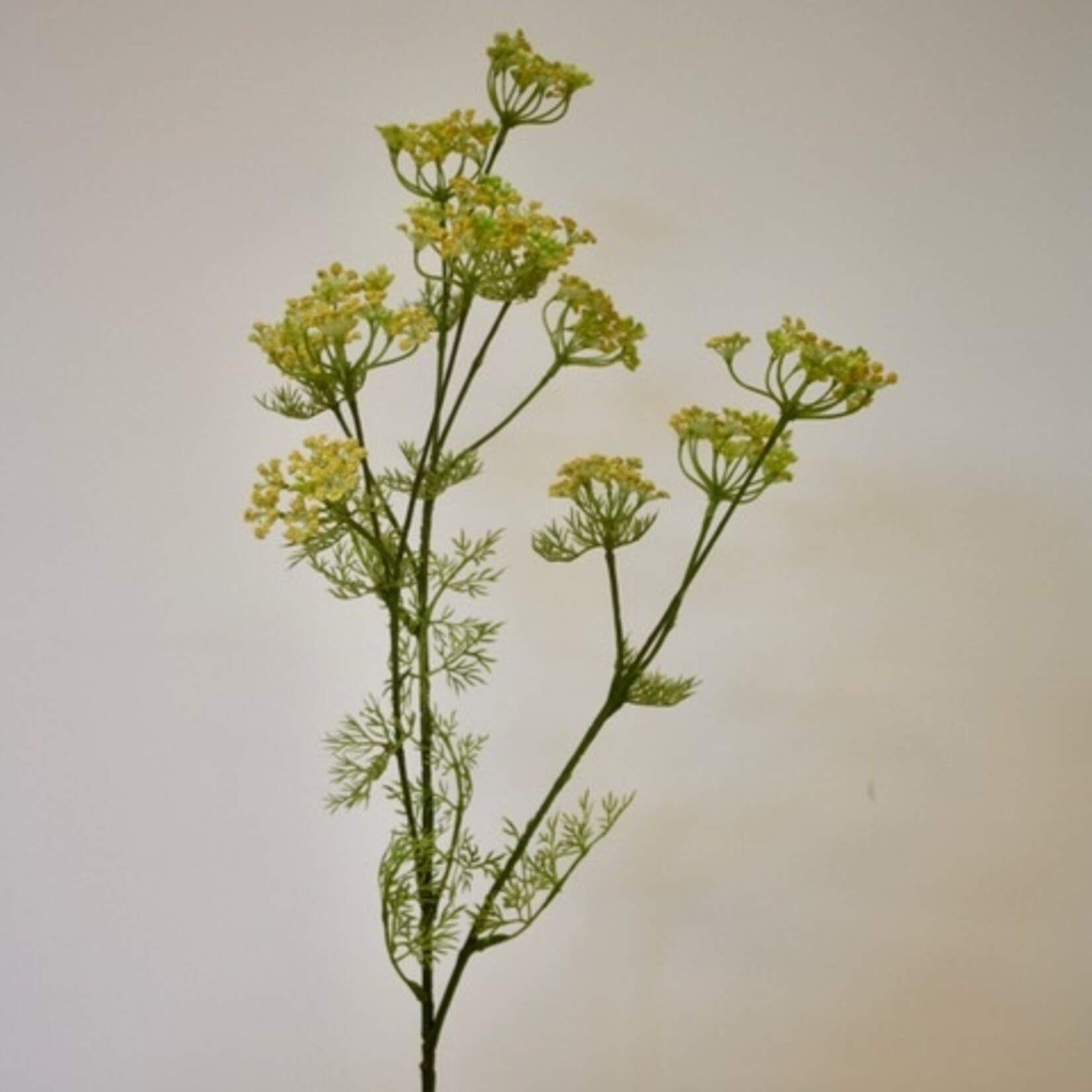 DILL | YELLOW | 78 CM