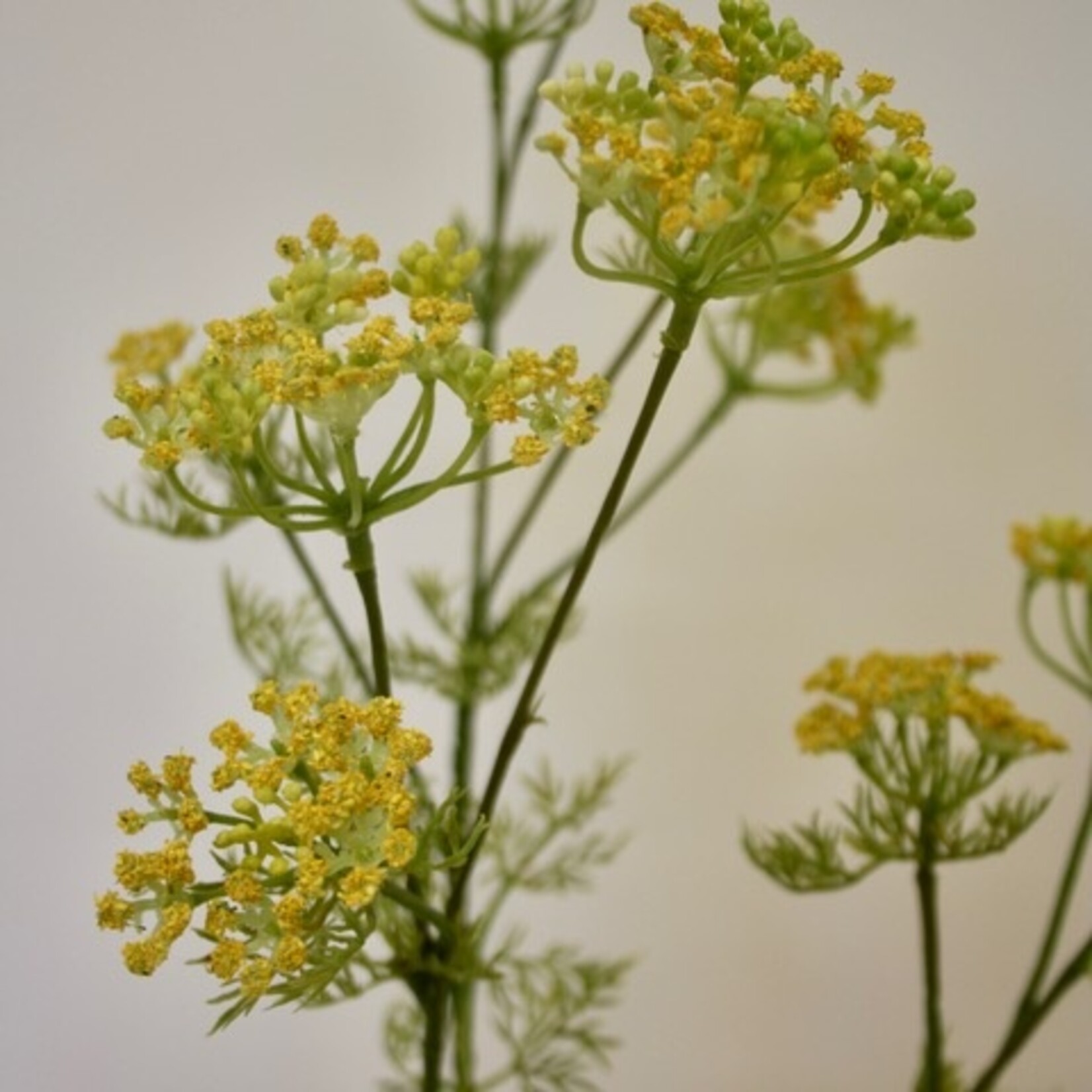 DILL | YELLOW | 78 CM