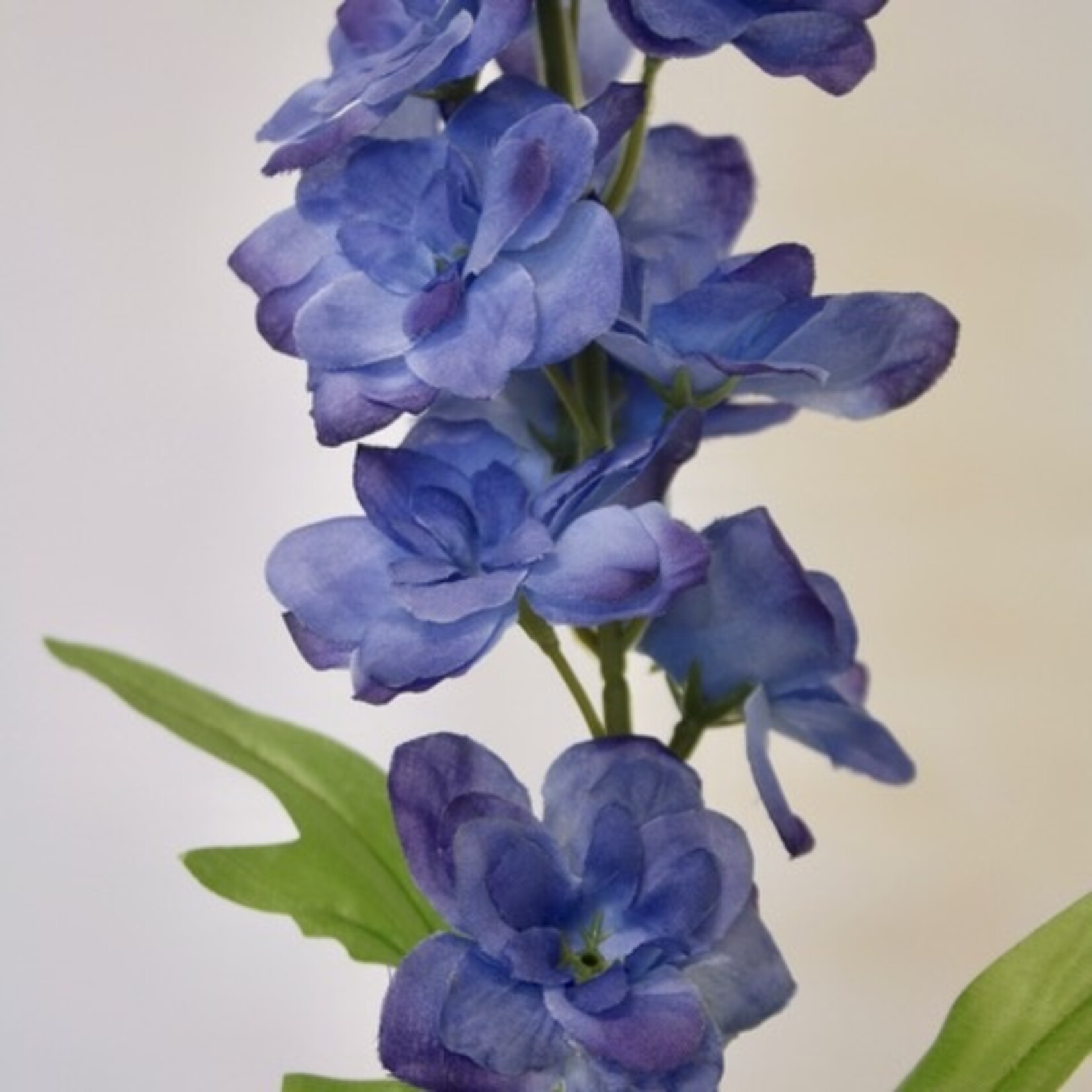 DELPHINIUM BLAUWAL | BLUE | 76 CM