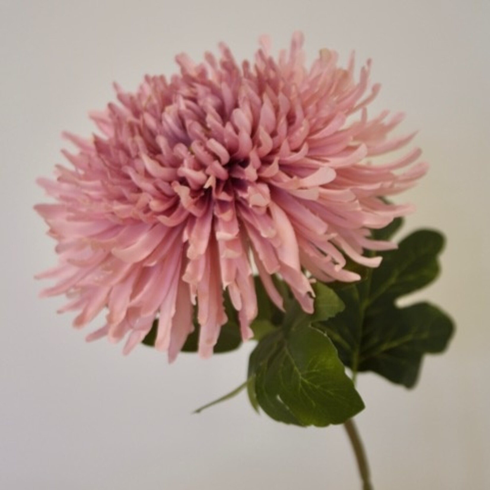JAPANESE SPIDER CHRYSANT | ROZE | 65 CM