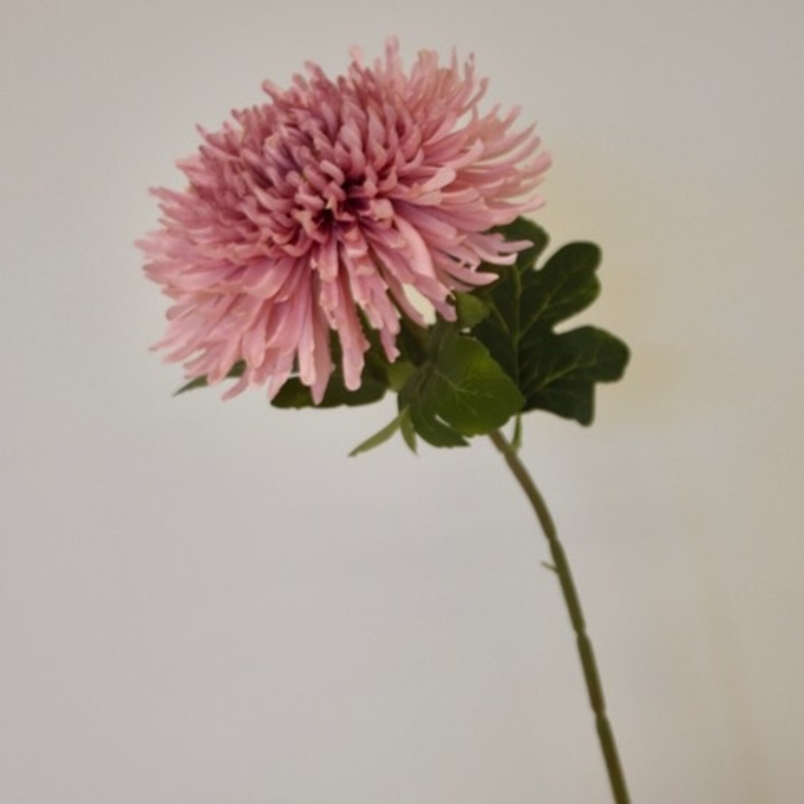 JAPANESE SPIDER CHRYSANT | ROZE | 65 CM
