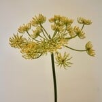 VENKEL | GEEL | 73 CM