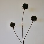 DISTEL X 3 | GROEN | 68 CM