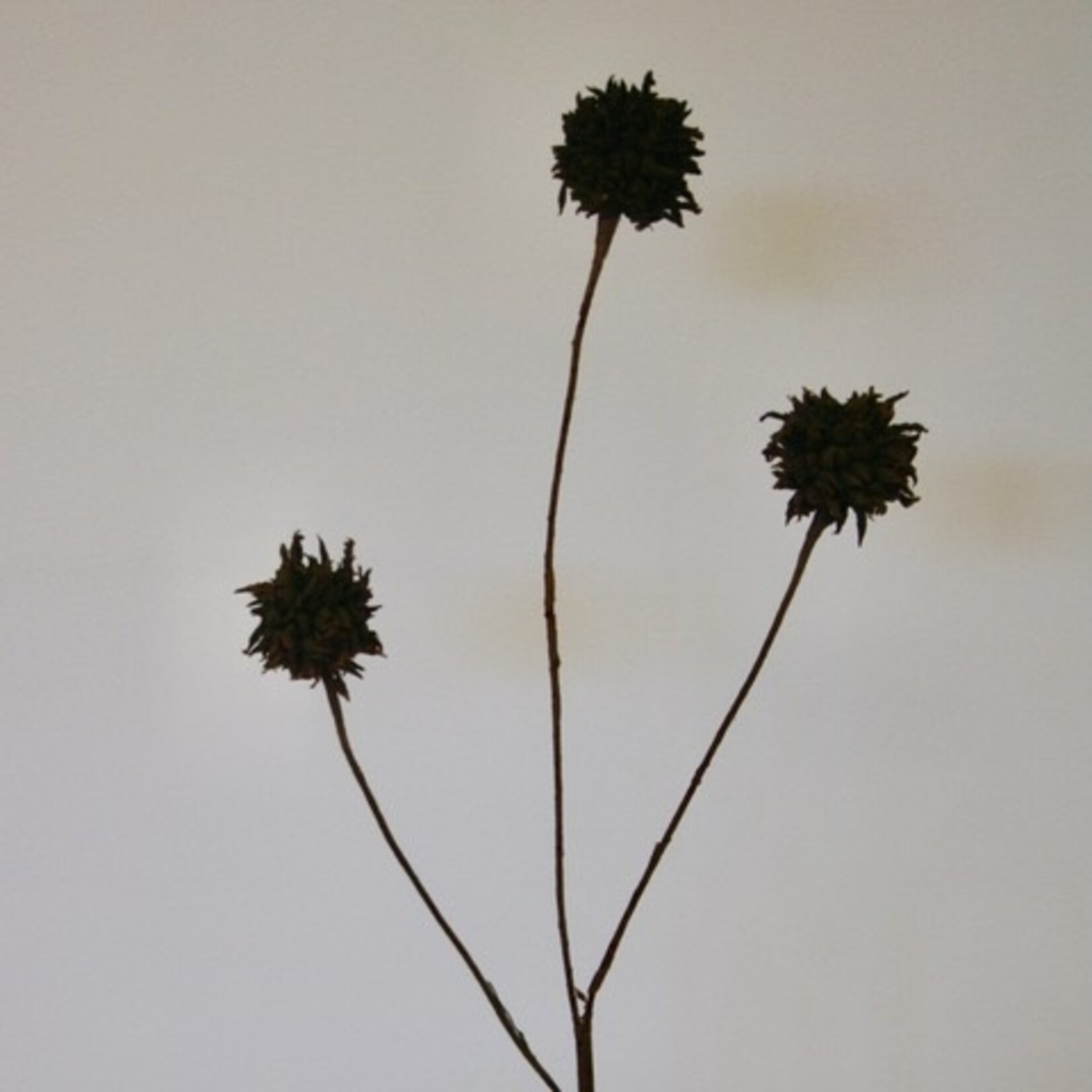 DISTEL X 3 | GROEN | 68 CM