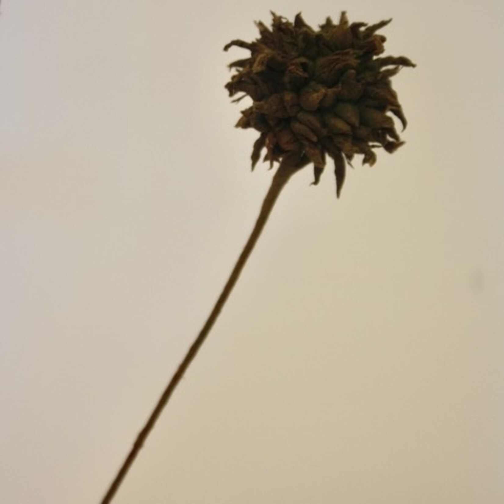 DISTEL X 3 | GROEN | 68 CM