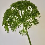 DAUCUS CAROTA| GREEN | 70 CM