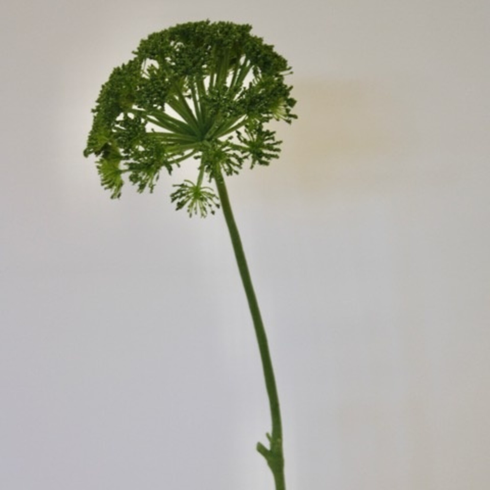 DAUCUS CAROTA| GREEN | 70 CM